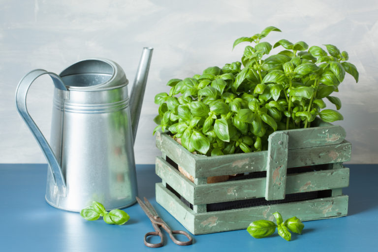 basil herbs in container